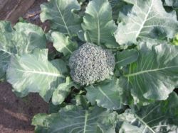culture du brocoli