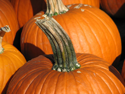 culture de la citrouille