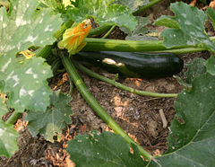 culture de la courgette