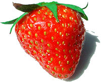 culture des fraisiers