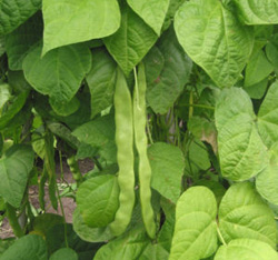 culture des haricots
