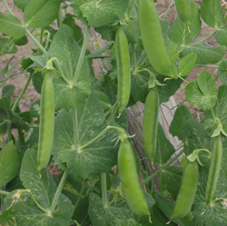 petit pois culture du petit pois