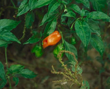 culture du piment