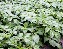 culture de la pomme de terre